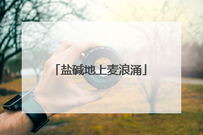 盐碱地上麦浪涌