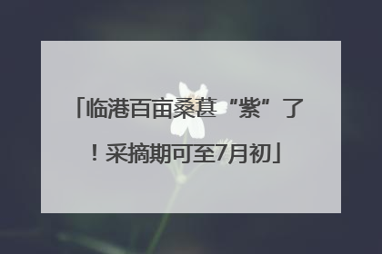 临港百亩桑葚“紫”了！采摘期可至7月初