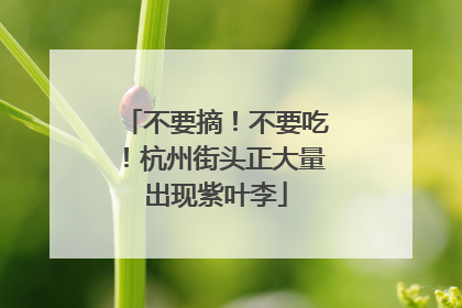 不要摘！不要吃！杭州街头正大量出现紫叶李