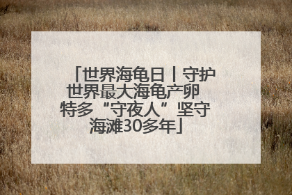 世界海龟日丨守护世界最大海龟产卵 特多“守夜人”坚守海滩30多年