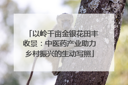 以岭千亩金银花田丰收景：中医药产业助力乡村振兴的生动写照