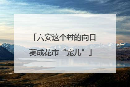 六安这个村的向日葵成花市“宠儿”