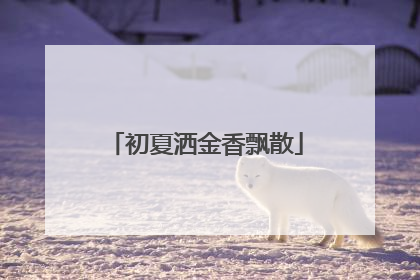 初夏洒金香飘散