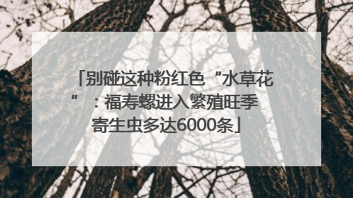 别碰这种粉红色“水草花”：福寿螺进入繁殖旺季 寄生虫多达6000条