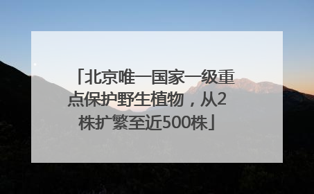 北京唯一国家一级重点保护野生植物，从2株扩繁至近500株