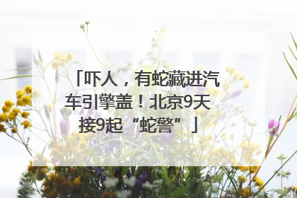 吓人，有蛇藏进汽车引擎盖！北京9天接9起“蛇警”