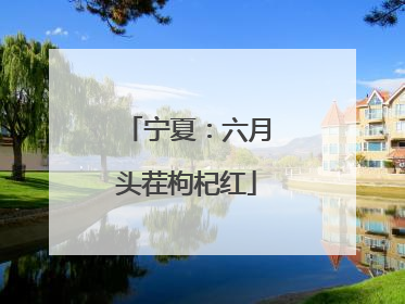 宁夏：六月头茬枸杞红