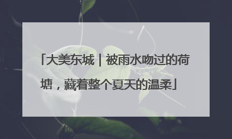 大美东城｜被雨水吻过的荷塘，藏着整个夏天的温柔