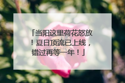 当阳这里荷花怒放！夏日顶流已上线，错过再等一年！