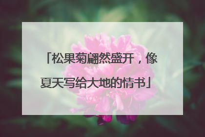 松果菊翩然盛开，像夏天写给大地的情书