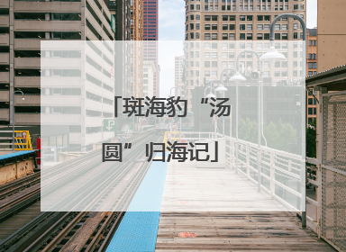 斑海豹“汤圆”归海记