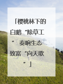 樱桃林下的白鹅“除草工” 奏响生态致富“向天歌”