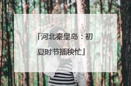 河北秦皇岛：初夏时节插秧忙