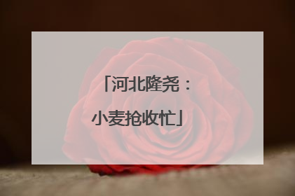 河北隆尧：小麦抢收忙