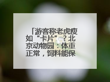 游客称老虎瘦如“卡片”？北京动物园：体重正常，饲料能保障营养需求