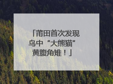 莆田首次发现鸟中“大熊猫”黄腹角雉！
