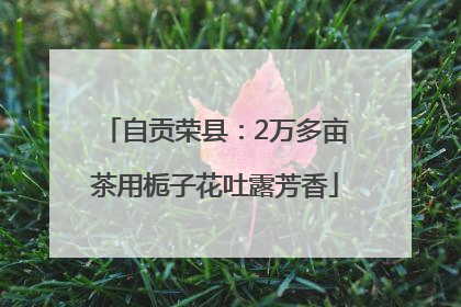 自贡荣县：2万多亩茶用栀子花吐露芳香