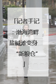 记者手记：渤海湾畔盐碱滩变身“新粮仓”
