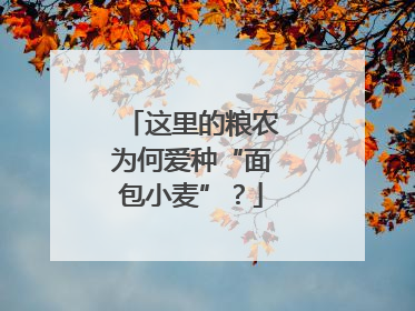 这里的粮农为何爱种“面包小麦”？