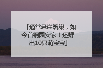 通常悬崖筑巢，如今首钢园安家！还孵出10只萌宝宝