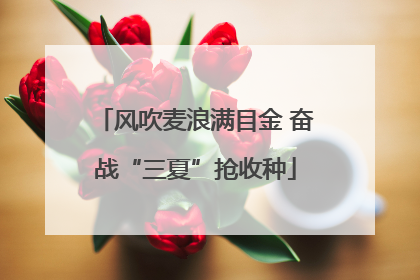 风吹麦浪满目金 奋战“三夏”抢收种