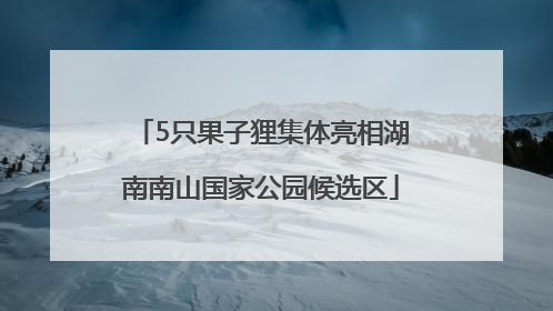 5只果子狸集体亮相湖南南山国家公园候选区